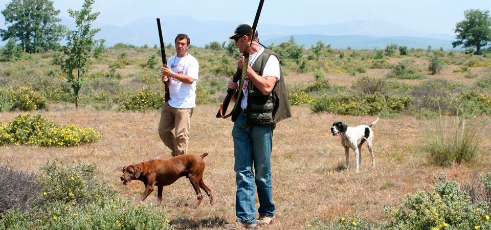 La escopeta, una de las principales causas por la que se estropean perros de muestra